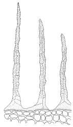 Mielichhoferia bryoides, endostome segments. Drawn from G. Brownlie 560, CHR 427693.
 Image: R.C. Wagstaff © Landcare Research 2020 CC BY 4.0